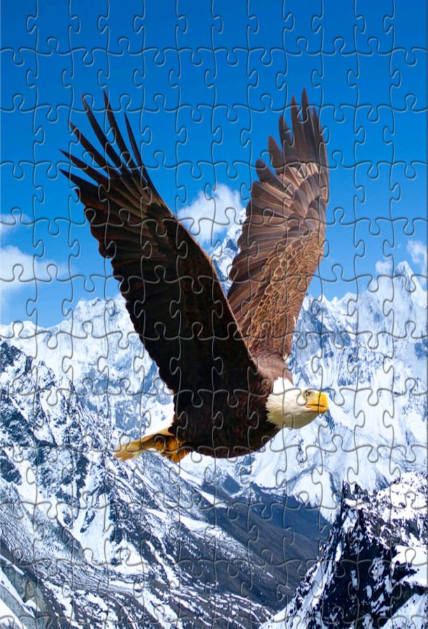 eagel--snow